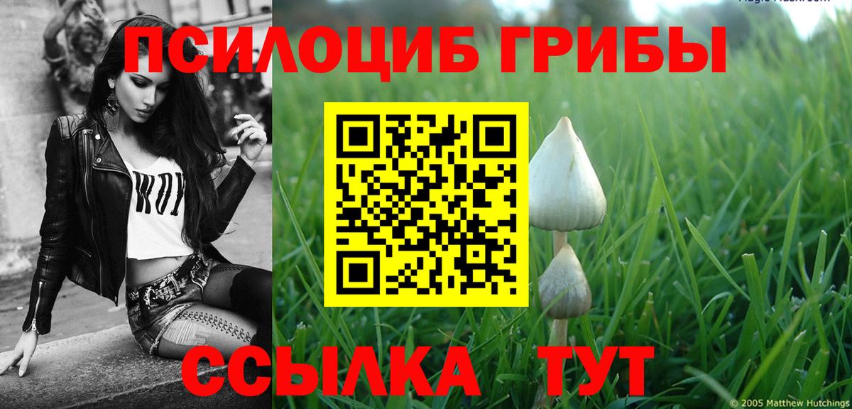 Губаха  Галлюциногенные грибы Psilocybine cubensis  Вход с VPN 